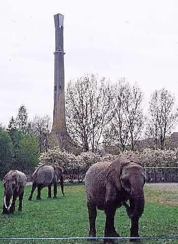 Elefanter i Frölunda. 