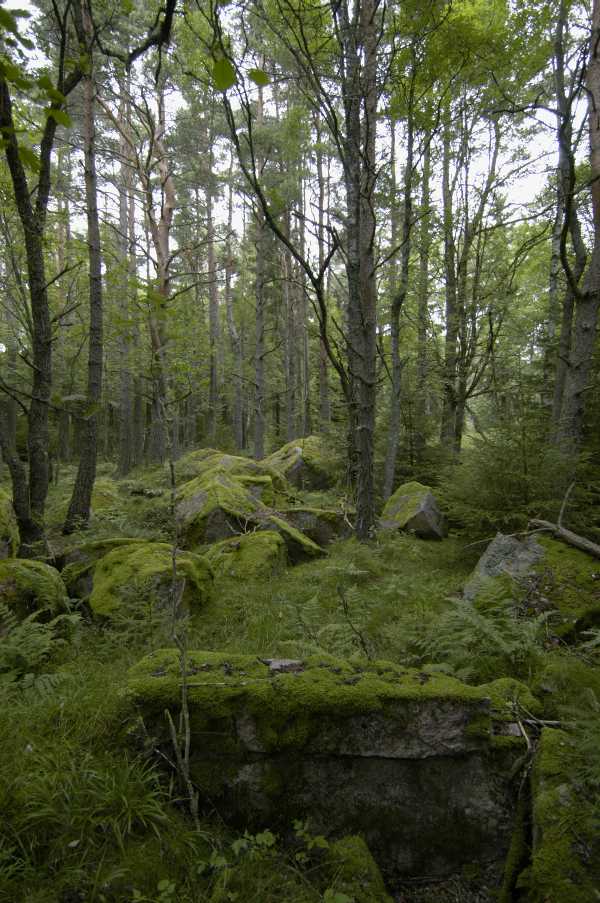 Stengrund i skogen norr om ladugården.