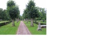 Gången från kyrkan till kyrkogårdens södra ingång
kantas av hamlade lindar. Till höger i bild syns en
avbruten kolonn från den medeltida kyrkan samt en
gravtumba. Hällen som täcker denna saknar idag
inskription. (KI Köping kyrkog 011)