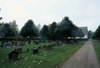 Del av Norra kyrkogården.