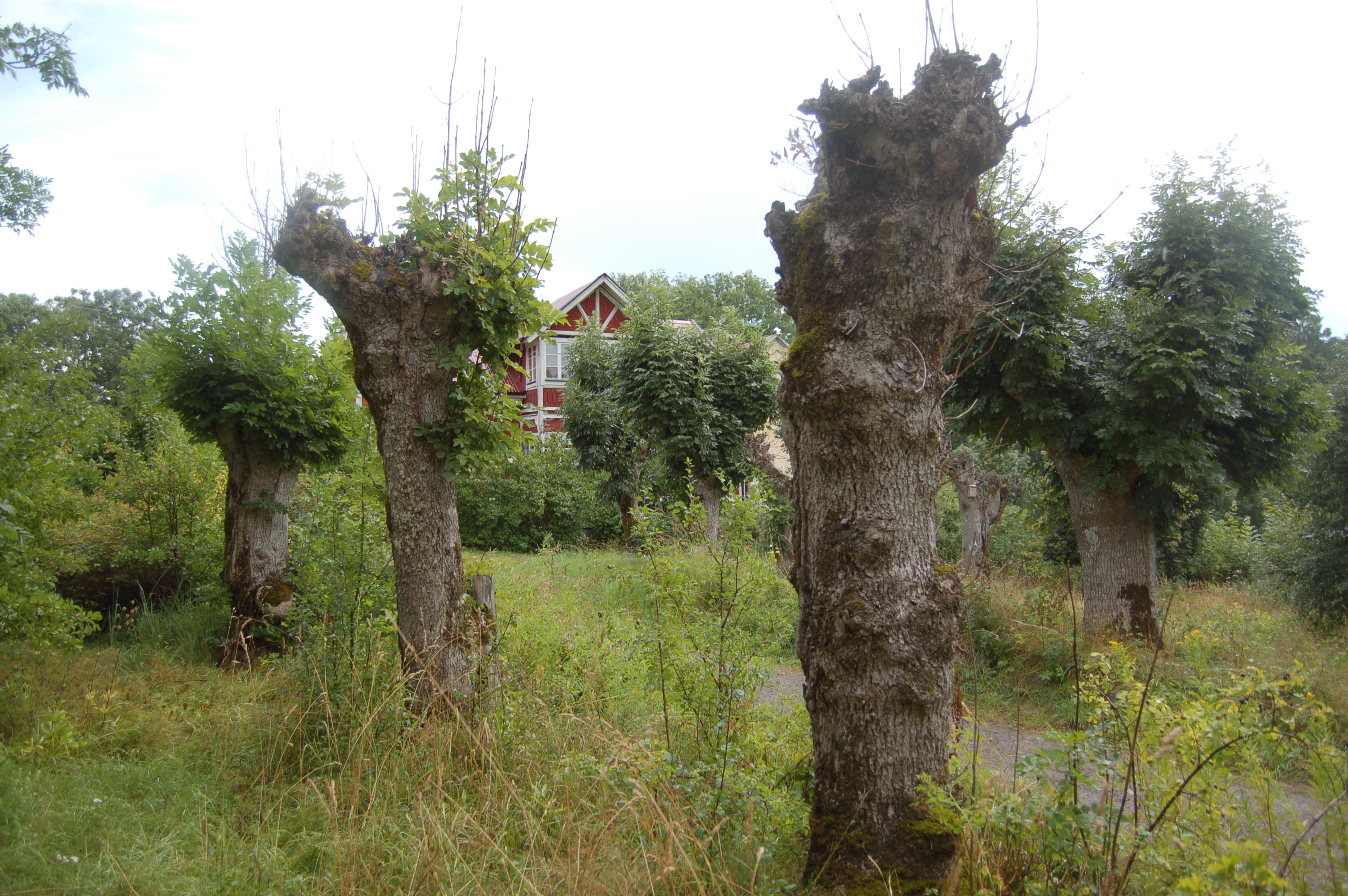 Den före detta odlingsmarken hålls öppen kring Alsviks by. Området präglas av ett ålderdomligt kulturlandskap med stenmurar och äldre alléer av hamlade askar.