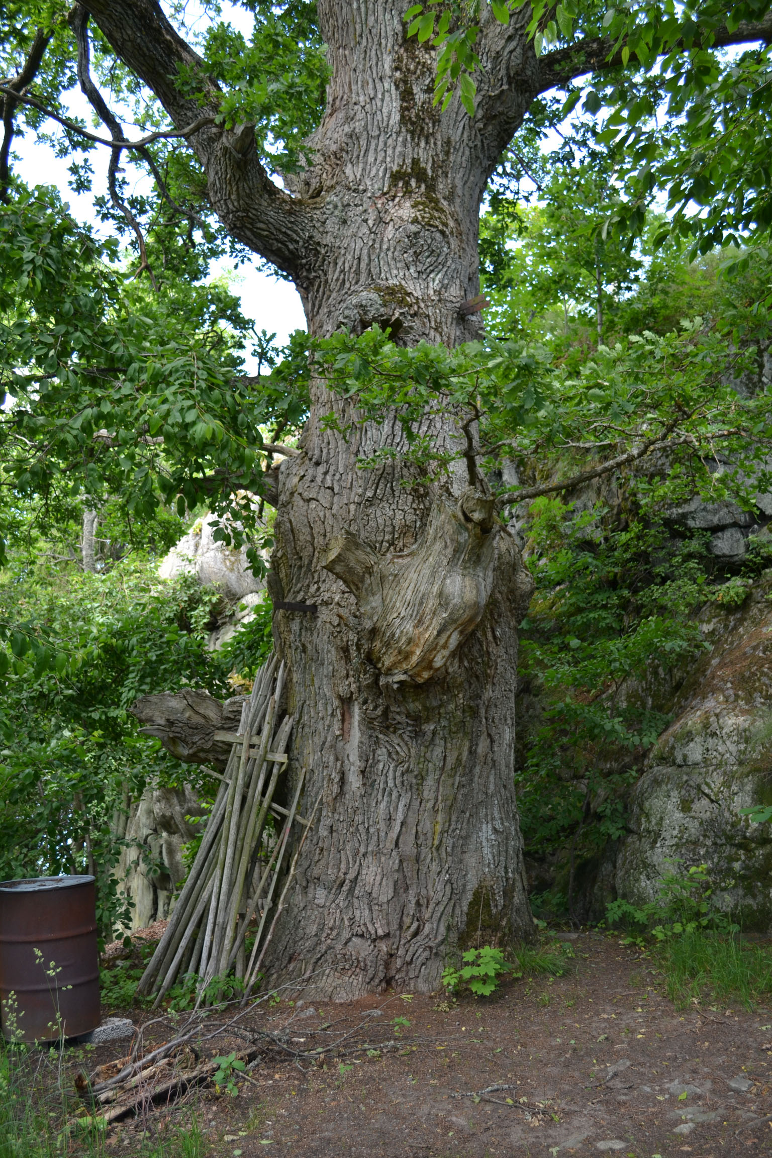 Hamlade träd och äldre trädgårdsväxter samt byns två mycket gamla ekar är också viktiga inslag i kulturmiljön.